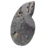 Polerad sågad ammonitfossil från Madagaskar – Unikt samlarobjekt - 2