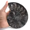 Ammonitfossil naturlig dekoration – unikt exemplar - 1