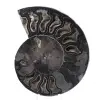 Ammonitfossil naturlig dekoration – unikt exemplar - 0