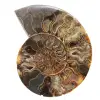 Ammonitfossil Vardagsrumsdekoration – Rå/Polerad Geologisk Prov - 0