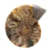 Stor polerad spiral fossil ammonit – Historisk dekor - 0