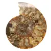 Polerad ornamental ammonit från Madagaskar – Autentisk dekor - 0