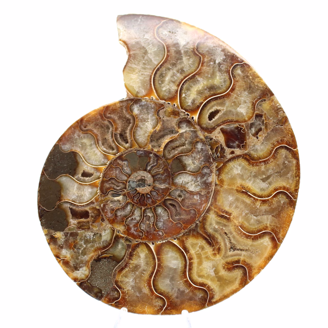 Polerad ornamental ammonit från Madagaskar – Autentisk dekor