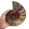 Ammonit samlarobjekt från Madagaskar – Sågat snitt - 1