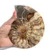 Polerad sågad ammonitfossil – naturlig briljans från Madagaskar - 1