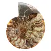 Polerad sågad ammonitfossil – naturlig briljans från Madagaskar - 0