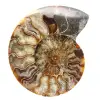Sågad fossil ammonit – Studie- och dekorationsmöbel - 0