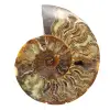 Dekorativ design av polerad ammonit – sällsynt fossil - 0