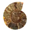 Polerat ammonitprov från Madagaskar – Dekorativt element - 0