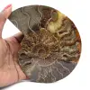 Polerad ammonit idealisk för dekoration – historiskt fossil - 1
