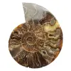 Polerad ammonit idealisk för dekoration – historiskt fossil - 0