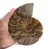 Polerad fossil ammonit – äkthet och naturlig harmoni - 1