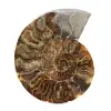 Polerad fossil ammonit – äkthet och naturlig harmoni - 0