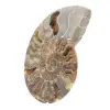 Polerad fossil ammonit – äkthet och naturlig harmoni - 2