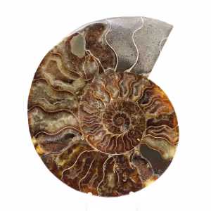 Polerad fossil ammonit – äkthet och naturlig harmoni
