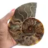 Sågad fossil ammonit – Äkthet för stenentusiaster - 1