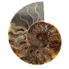 Sågad fossil ammonit – Äkthet för stenentusiaster - 0