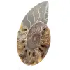 Sågad fossil ammonit – Äkthet för stenentusiaster - 2
