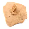 Marockos lilla ökenros: naturligt geologiskt fragment - 2