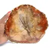 Fossiliserad träskiva - Samlarmineral från Madagaskar - 0