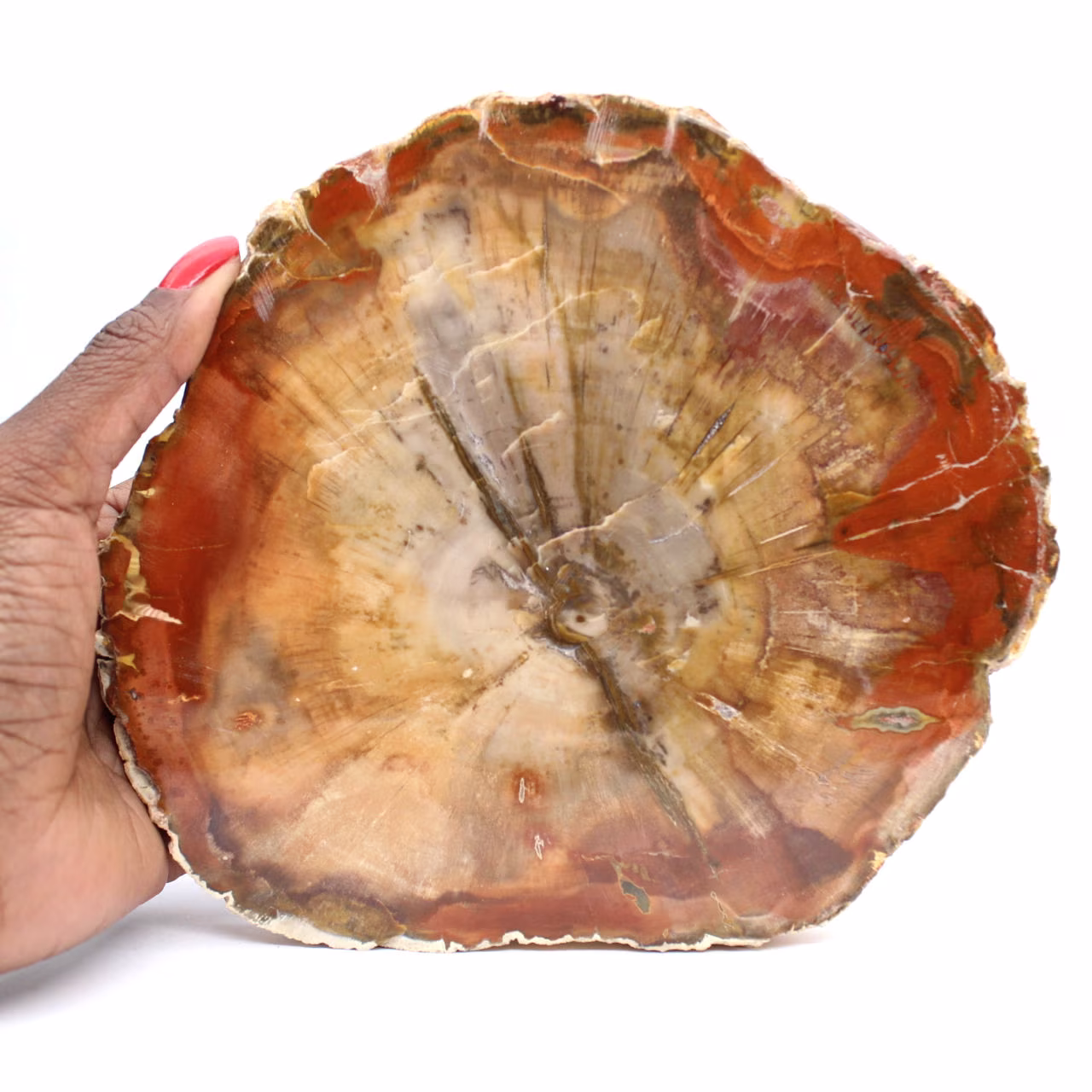 Fossiliserad träskiva - Samlarmineral från Madagaskar