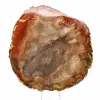 Sektion av förstenat trä från Majunga - Mineralogiskt prov - 1