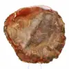 Sektion av förstenat trä från Majunga - Mineralogiskt prov - 2