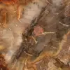 Sektion av förstenat trä från Majunga - Mineralogiskt prov - 4