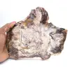 Fossiliserat trä från Madagaskar - Polerad skiva för samlare - 0