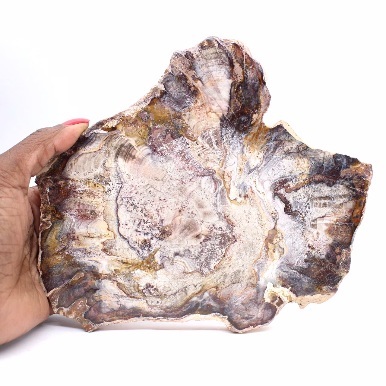 Fossiliserat trä från Madagaskar - Polerad skiva för samlare