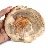 Skiva av förstenat trä från Madagaskar - Vetenskapligt objekt - 0