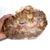 Fossiliserat trä från Madagaskar - Stor polerad skiva - 0