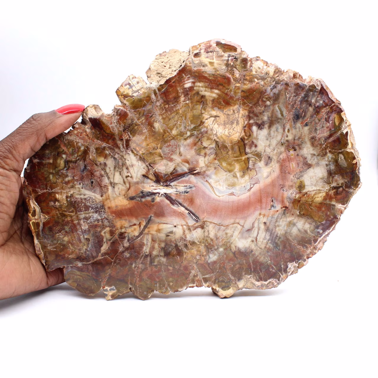 Fossiliserat trä från Madagaskar - Stor polerad skiva
