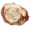 Polerad fossil träskiva - Majunga-exemplar - 1