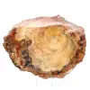 Polerad fossil träskiva - Majunga-exemplar - 2