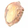 Polerad fossil träskiva - Majunga-exemplar - 3