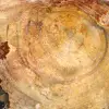 Polerad fossil träskiva - Majunga-exemplar - 4