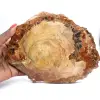 Polerad fossil träskiva - Majunga-exemplar - 0