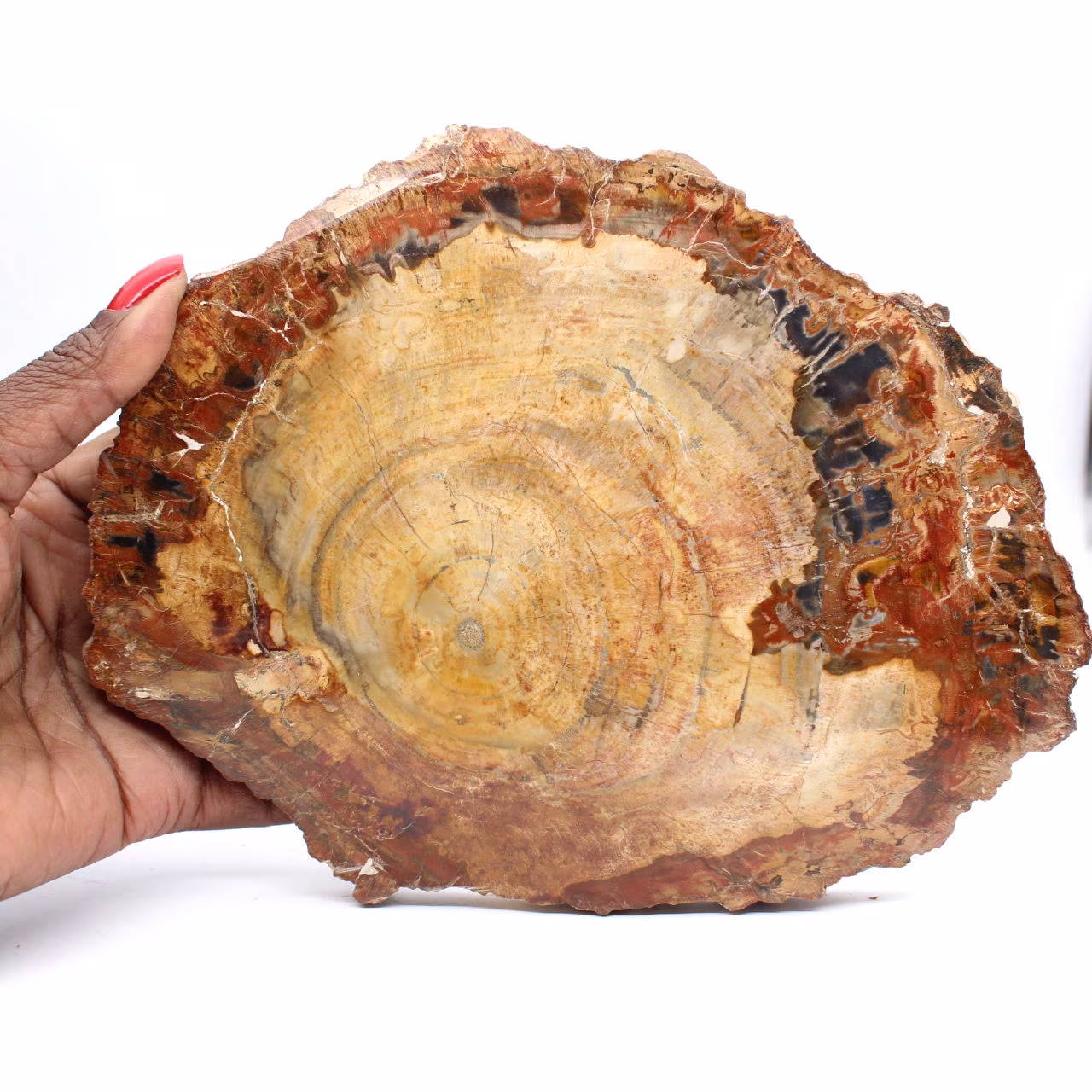 Polerad fossil träskiva - Majunga-exemplar