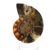 Polerad ammonitfossil: Samlarexemplar - 1