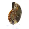 Polerad ammonitfossil: Samlarexemplar - 2