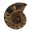 Fossil bläckfiskammonit: Polerad/rå dualitet - 1