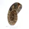 Fossil bläckfiskammonit: Polerad/rå dualitet - 2