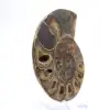 Fossil bläckfiskammonit: Polerad/rå dualitet - 3