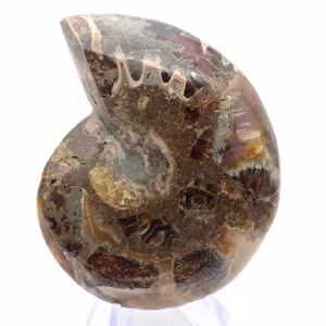 Fossil bläckfiskammonit: Polerad/rå dualitet