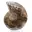 Polerad ammonit: Madagaskars marina geometri — 1