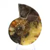 Naturlig ammonit från Madagaskar - Utställningsobjekt - 1