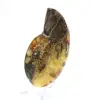 Naturlig ammonit från Madagaskar - Utställningsobjekt - 2