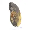 Naturlig ammonit från Madagaskar - Utställningsobjekt - 3