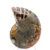 Ammonit från Madagaskar: Mineralogiprov - 0
